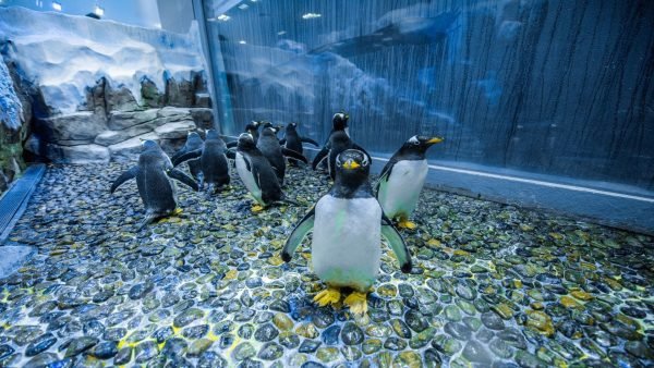 Dubai Aquarium And Penguin Encounter
